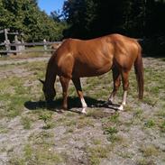 Fuldblod (XX) Seeland Express ( tidligere part ) 