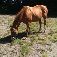 Fuldblod (XX) Seeland Express ( tidligere part ) 