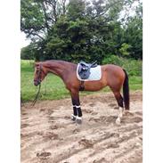 Dansk Varmblod Thorup's Di-Mira