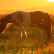 Irish Cob Lux