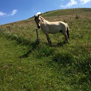Fjordhest Rico