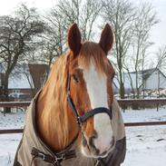 Irish Cob Valdemar Gimli 