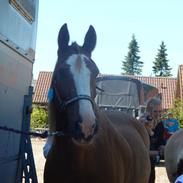 Irish Cob Valdemar Gimli 
