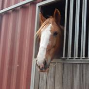 Irish Cob Valdemar Gimli 