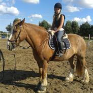 Irish Cob Valdemar Gimli 