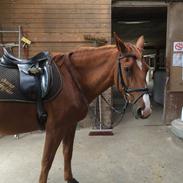 Dansk Varmblod Mulan (PART & Rideskolehest) <3