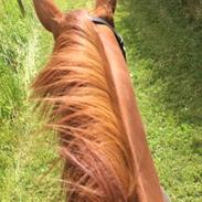 Dansk Varmblod Mulan (PART & Rideskolehest) <3