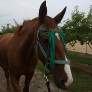 Dansk Varmblod Mulan (PART & Rideskolehest) <3