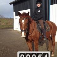 Dansk Varmblod Mulan (PART & Rideskolehest) <3