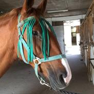 Dansk Varmblod Mulan (PART & Rideskolehest) <3