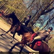 Anden særlig race Allison