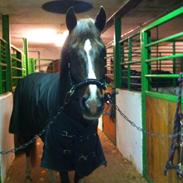 New Forest Orchids Tigertail 