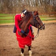 New Forest Orchids Tigertail 