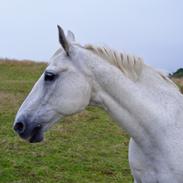 Anden særlig race Frôslees Pedro De Criniêrê