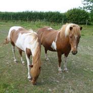 Anden særlig race Askja