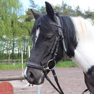 Pinto Bakkegårdens Beauty