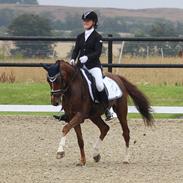 Welsh Partbred (Sec F) De Wijk's Aislin - A-pony