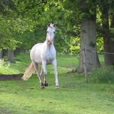 Arabisk fuldblod (OX) Wahinni ox *R.I.P. 19-08-15*