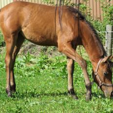 Arabisk fuldblod (OX) E'leganzy OX 6021 *SOLGT*