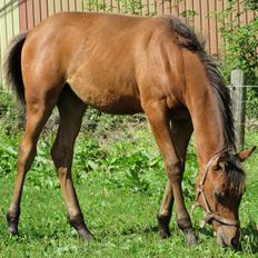 Arabisk fuldblod (OX) E'leganzy OX 6021 *SOLGT*