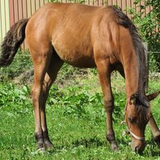 Arabisk fuldblod (OX) E'leganzy OX 6021 *SOLGT*