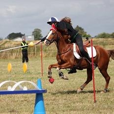 Hollandsk Sportspony Sonja