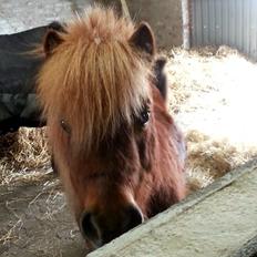 Shetlænder Elvis (solgt)