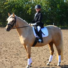 New Forest Calandias Golden Charisma