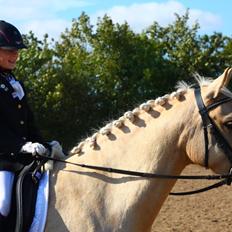 New Forest Calandias Golden Charisma