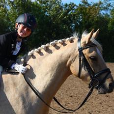 New Forest Calandias Golden Charisma