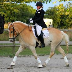 Tyroler Haflinger Elghuset's why not