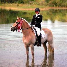 Tyroler Haflinger Elghuset's why not