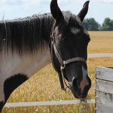 Pinto Bounty *Unghyppen*