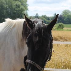 Pinto Bounty *Unghyppen*