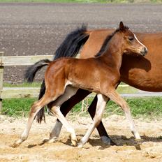 Dansk Varmblod Chowstyle