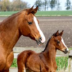 Dansk Varmblod Chowstyle