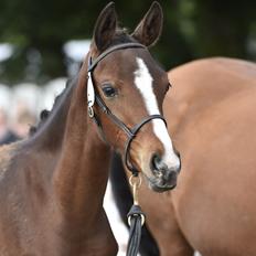 Dansk Varmblod Chowstyle