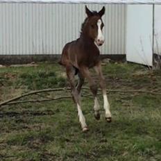 Dansk Varmblod Svingelbro's Limited Edition