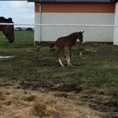 Dansk Varmblod Svingelbro's Limited Edition