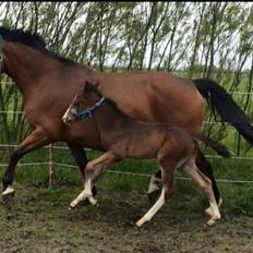 Dansk Varmblod Svingelbro's Limited Edition