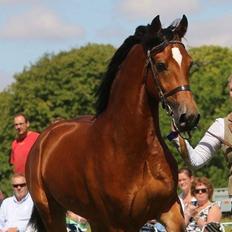 Welsh Cob (sec D) Abergavenny dylan