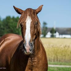 Welsh Cob (sec D) Trenewydd Robina (Robs)