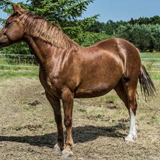 Welsh Cob (sec D) Trenewydd Robina (Robs)