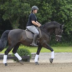 Lusitano Macho De José [Himmelhest]
