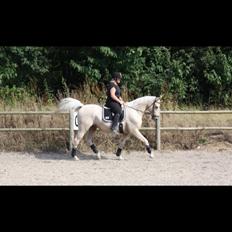 Palomino Sovangs Cacharel