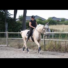 Palomino Sovangs Cacharel