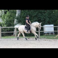 Palomino Sovangs Cacharel