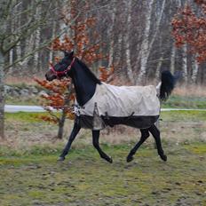 Anden særlig race Galgebakken's Samantha