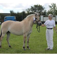 Fjordhest Gaja Kvistgaard