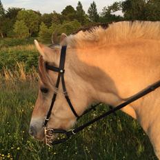 Fjordhest Dyrus Sax "Pyrus"